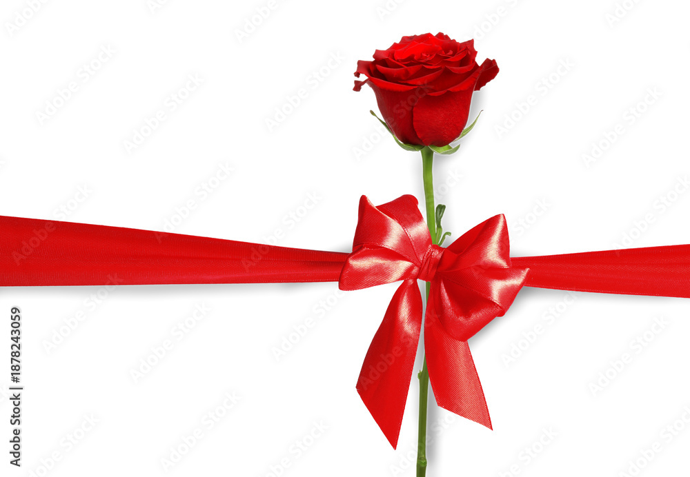 Fototapeta premium Beautiful rose flower, bow and red ribbon on white background