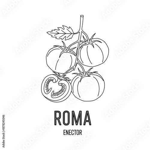 Roma tomato vine vector illustration