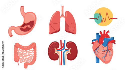 Collection of human internal organs including stomach lungs heart kidneys and intestines with a pulse monitor icon.
