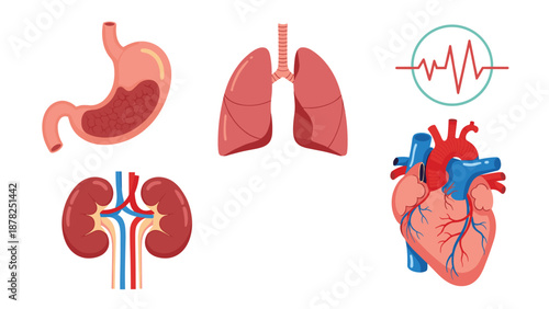 Anatomical illustrations of human organs including the stomach lungs heart and kidneys with a pulse monitor.