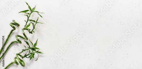 Bamboo branches on light ba...