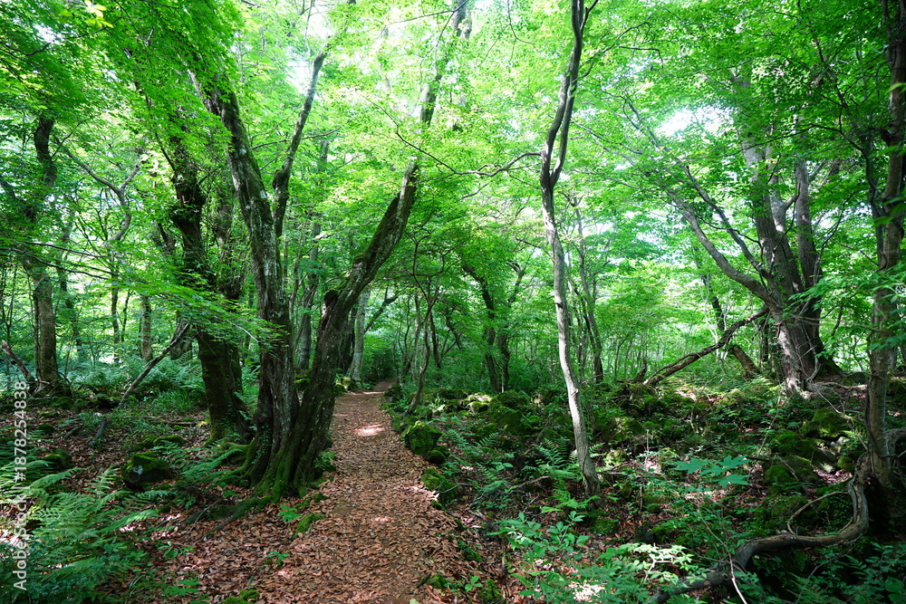 Obraz premium fine spring path through old trees