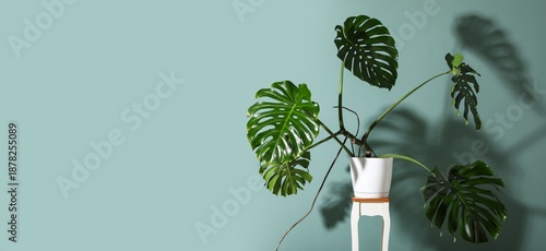 Pot with tropical Monstera ...