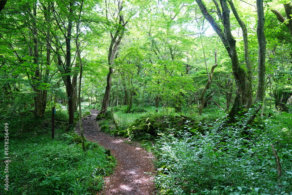 Obraz premium fine spring path through old trees