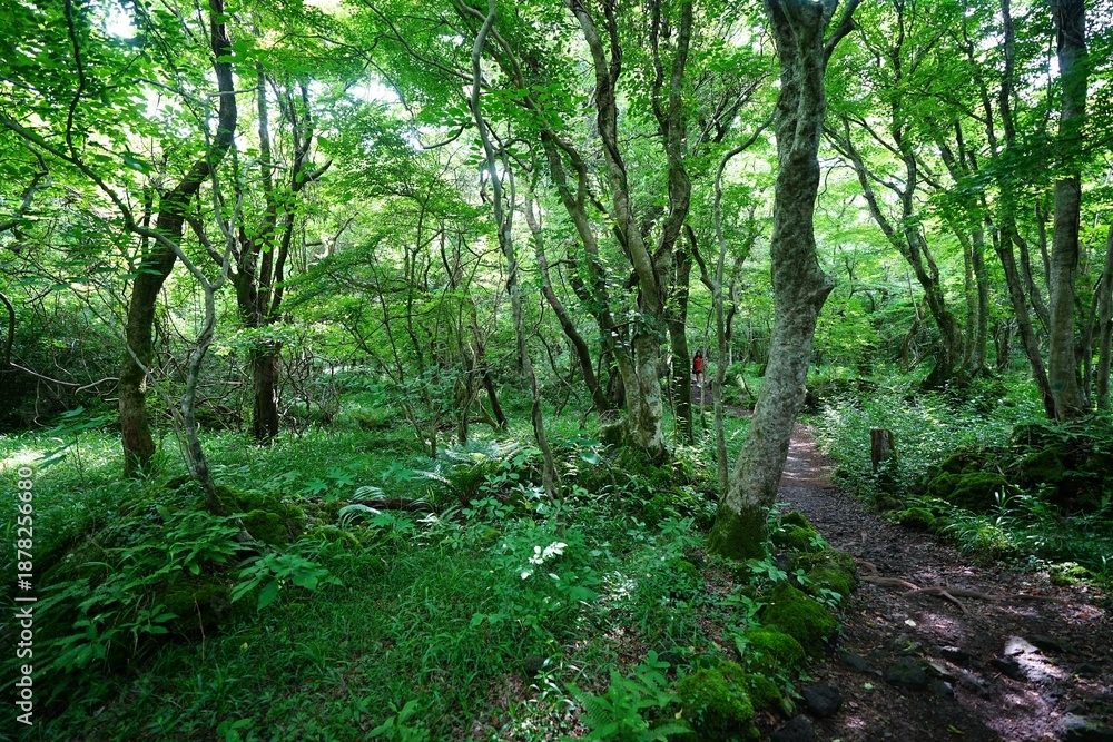Obraz premium glittering spring forest and path