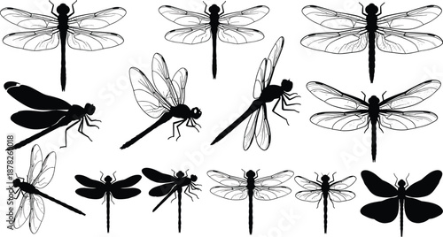 Black and white dragonfly damselfly illustrations, flat vector insect drawings, detailed wing anatomy, entomology art, nature sketch, flying insect silhouettes