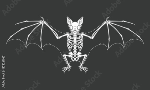 Bat skeleton anatomy illustration with spread wings isolated on dark background for Halloween gothic science education vector design art concept