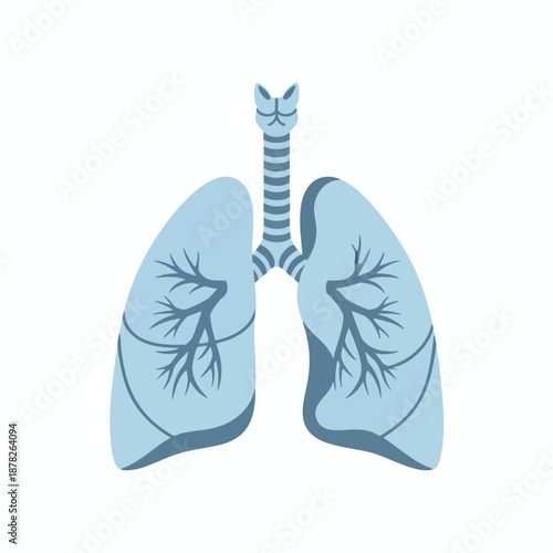 Human Respiratory System Illustration