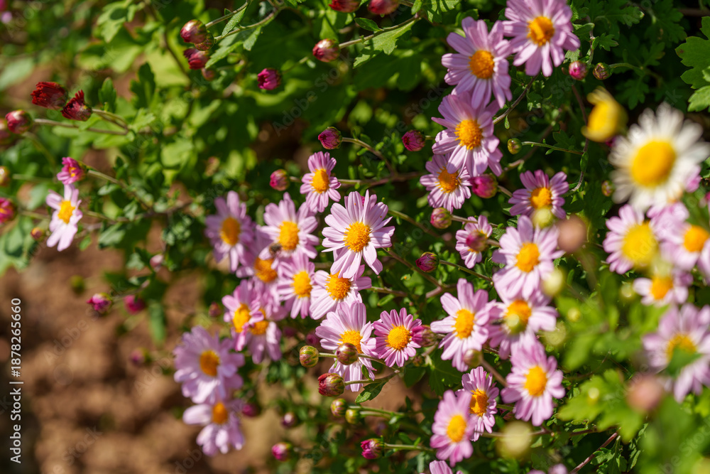 Obraz premium Close-up photo of pink chrysanthemums in full bloom in autumn