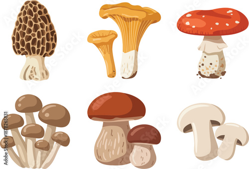 Realistic Mushroom Outline Icon Set  Chanterelle, Champignon, and Wild Edible Fungi