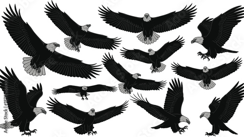 Collection of Bald Eagle Vector Silhouettes Featuring White Head and Tail Details Isolated on White Background for Wildlife Graphic DesignCollection of Bald Eagle Vector Silhouettes Featuring 