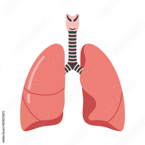 Human Respiratory System Illustration