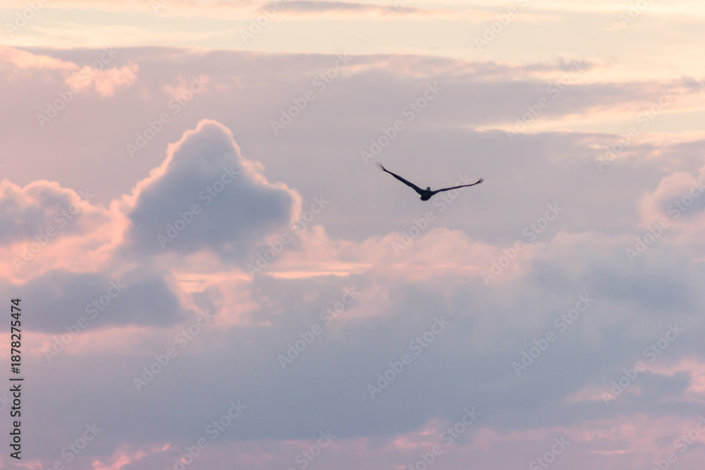 Fototapeta premium Pelican Gliding in the Sky at Sunset