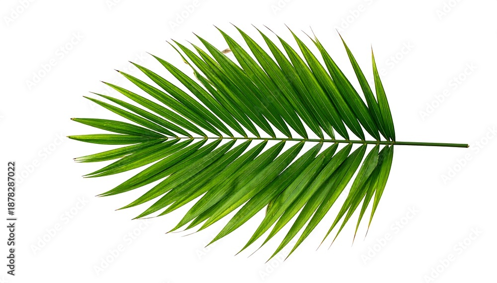 Obraz premium A green palm leaf against a white background