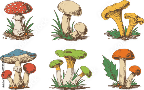 Set of six diverse colorful mushroom sketches including red toadstool and yellow chanterelle vector illustration