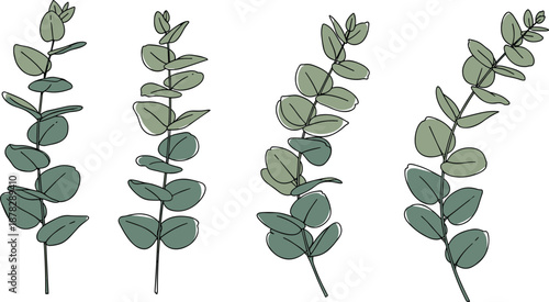 Hand drawn vector illustration of green eucalyptus branches with round leaves isolated on white background for minimalist botanical wedding invitation and elegant herbal design