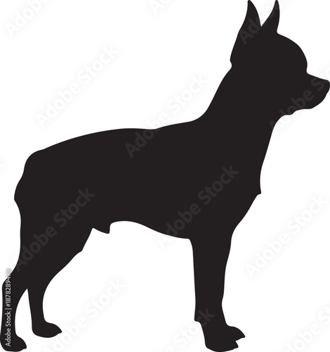Chihuahua dog in silhouette white background.