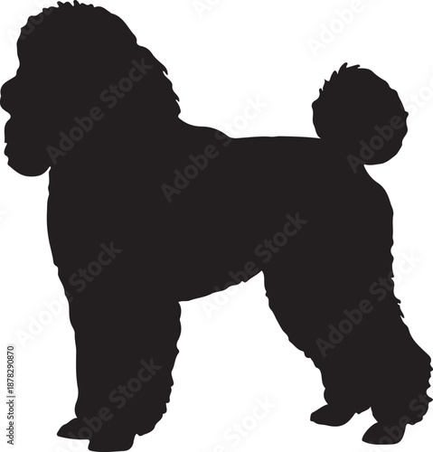 Toy Poodle dog in silhouette white background.