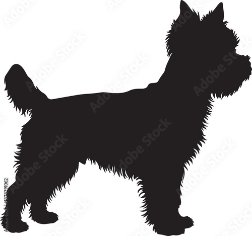 Yorkshire Terrier dog in silhouette white background. 