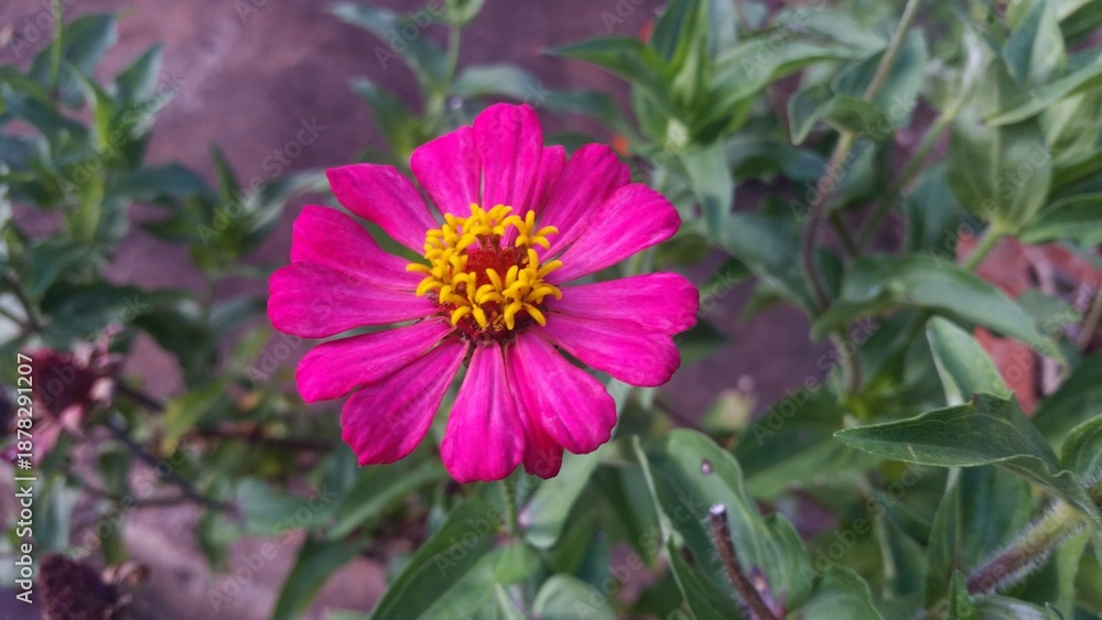 Obraz premium A vibrant Zinnia Peruviana (Peruvian zinnia) showcases radiant pink petals and a vivid yellow center. Its striking colors pop against the blurred green foliage, creating a captivating display.