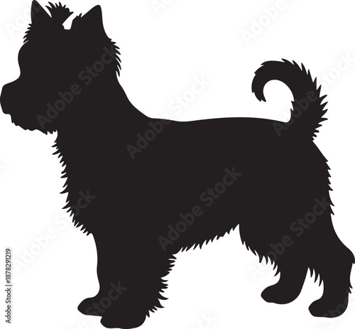  Yorkshire Terrier dog in silhouette white background.