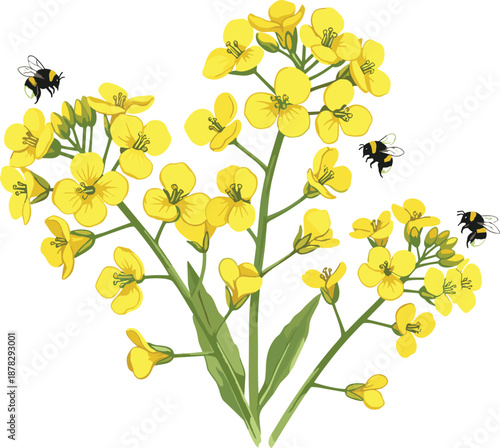 Hand drawn vector illustration of yellow rapeseed canola flowers with honey bees isolated on white background for spring nature banner and agricultural botanical design