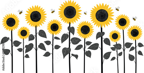 Large set of hand drawn sunflower field illustration with honey bees and black leaves isolated on white background for summer banner and botanical garden design