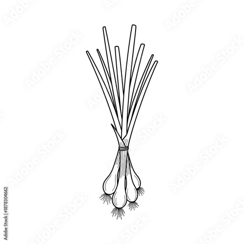 Black and white illustration of a bunch of garlic