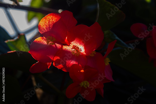 Wallpaper Mural closeup of pink begonia Torontodigital.ca