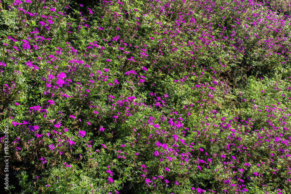 Fototapeta premium Mexican heather's little purple flowers