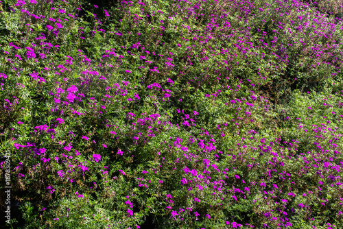 Wallpaper Mural Mexican heather's little purple flowers Torontodigital.ca