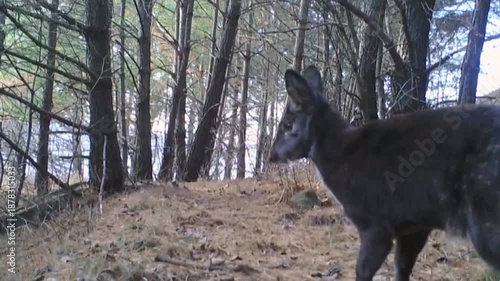 Deer in a quiet forest path