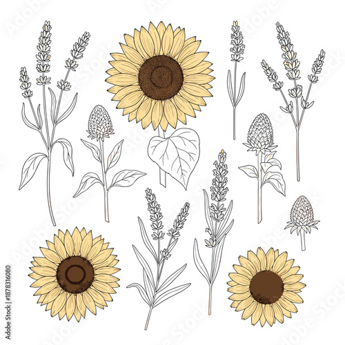 Detailed botanical collection featuring illustrations of vibrant sunflowers and fragrant lavender, in both colored and line art styles.