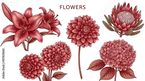Red floral illustration of lilies dahlias protea and hydrangea
