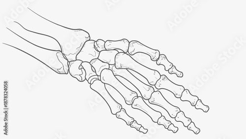 human skeleton foot bones