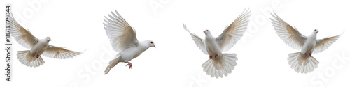 Tableau sur toile White Dove Flying Sequence Isolated on White Background