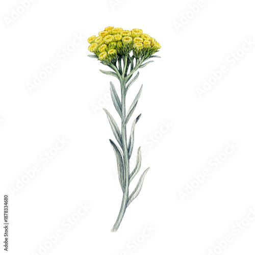 Helichrysum plant watercolor botanical vintage style illustration. Hand drawn medicinal wildflower herb. Helichrysum italicum herbal medicine, homeopathy treatment natural element on white background