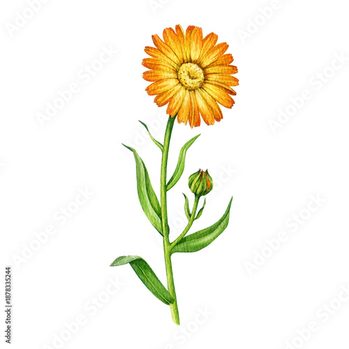 Calendula plant with flower vintage style watercolor illustration. Hand drawn calendula officinalis medicinal natural herb blooming stem isolated on white background