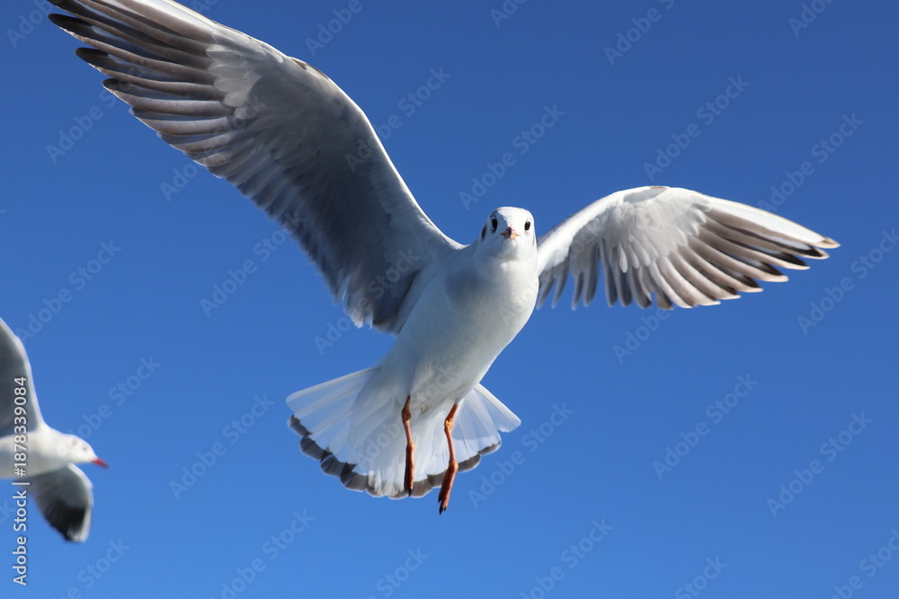 Fototapeta premium A seagull flying in the blue sky
