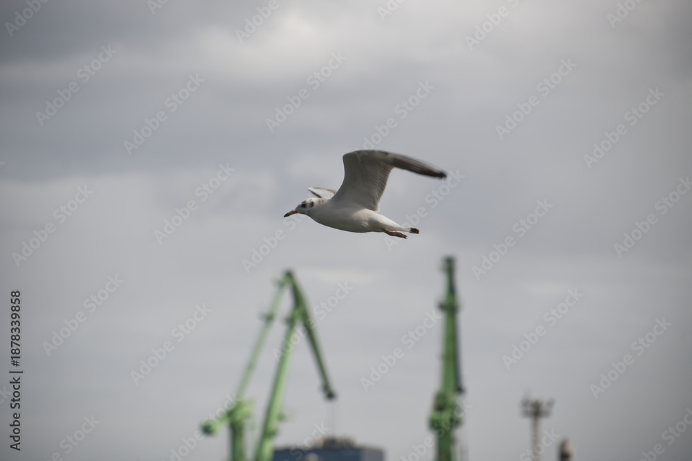 Fototapeta premium A seagull in flight soars above the harbor, with industrial cranes in view on a cloudy day.