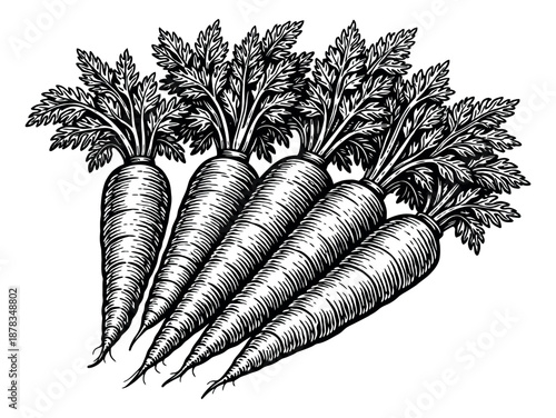 Hand drawn line art carrot set featuring five root vegetables with leafy tops for food and gardening concepts