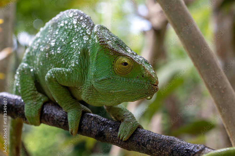 Fototapeta premium Parson's chameleon covered in raindrops in the wild of Madagascar