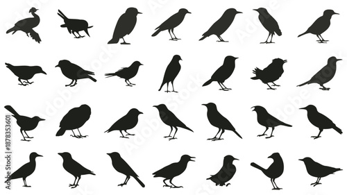 Collection of various black bird silhouettes in different poses and shapes on white background high quality
