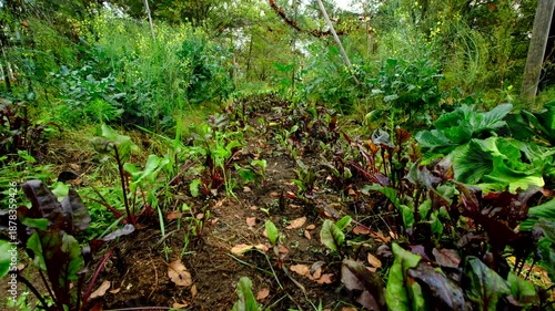 Rising camera from garden trench revealing beetroots growing between overgrown garden beds of broccoli and white cabbage