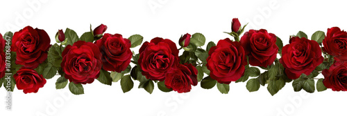 Crimson Roses Border: A decorative border of vibrant crimson roses blooms with lush green foliage, forming an elegant and captivating design. 