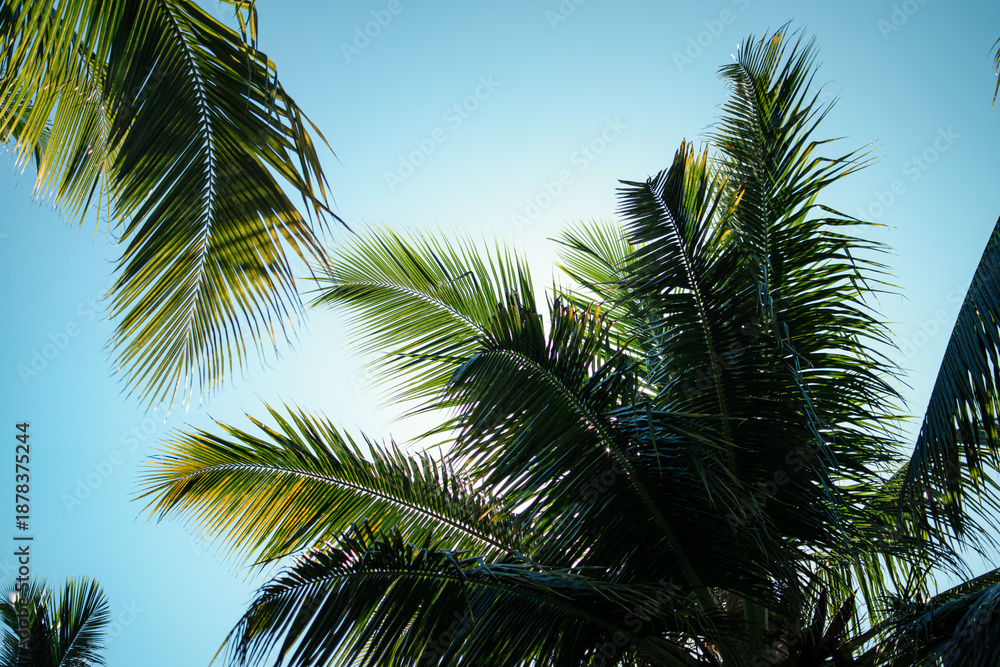 Fototapeta premium Tropical Sky Framed by Palm Fronds - Low Angle View