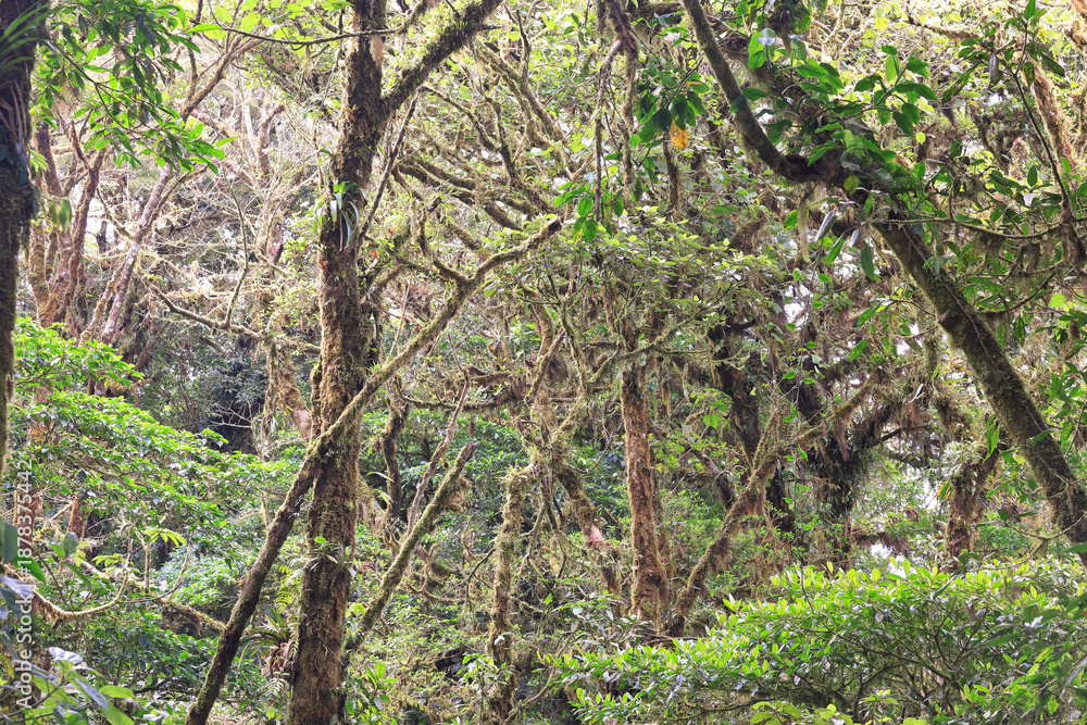 Fototapeta premium Monteverde Tropical Forest, Costa Rica