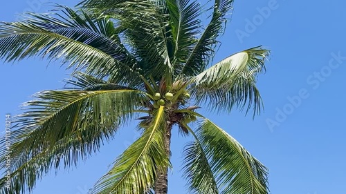 Wallpaper Mural Close Up View of Tropical Coconut Palm Fronds Against Blue Sky Torontodigital.ca