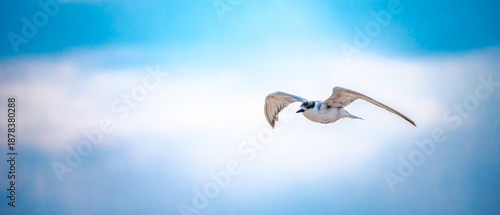 A graceful white tern bird with black markings on its head soaring through a bright, hazy blue sky. Capturing a serene moment of wildlife in flight, symbolizing freedom and natural elegance.