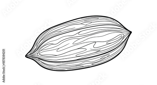 Detailed line drawing of a whole pecan nut shell with its characteristic elongated shape and grooved surface, isolated on white.
